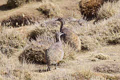 Tinamotis pentlandii