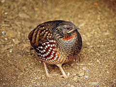 Arborophila torqueola