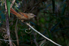 Cranioleuca obsoleta