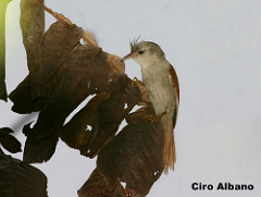 Cranioleuca semicinerea