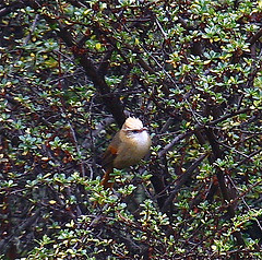 Cranioleuca albicapilla