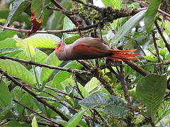 Cranioleuca erythrops