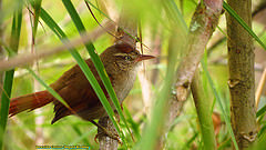 Cranioleuca hellmayri