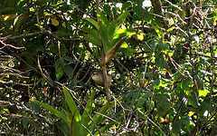 Cranioleuca antisiensis