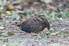 Arborophila rufogularis