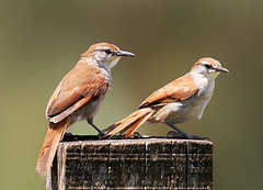 Certhiaxis cinnamomeus