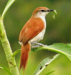 Certhiaxis mustelinus