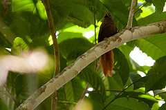 Thripophaga amacurensis