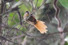 Thripophaga macroura