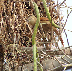 Thripophaga fusciceps