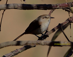 Thripophaga berlepschi