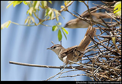 Phacellodomus rufifrons