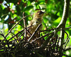 Phacellodomus inornatus