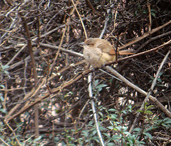 Phacellodomus striaticeps