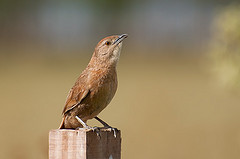 Phacellodomus striaticollis