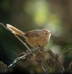 Phacellodomus maculipectus
