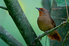 Phacellodomus erythrophthalmus