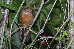 Phacellodomus ferrugineigula
