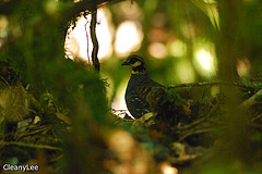 Arborophila crudigularis