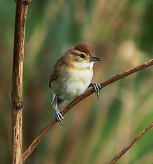 Spartonoica maluroides
