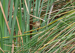 Phleocryptes melanops