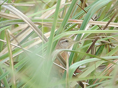 Limnornis curvirostris