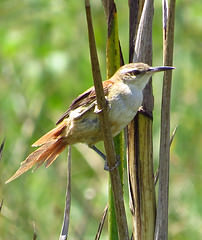 Limnoctites rectirostris