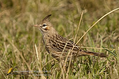 Coryphistera alaudina