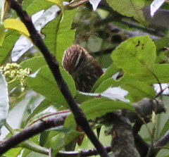 Siptornis striaticollis