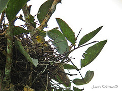 Metopothrix aurantiaca