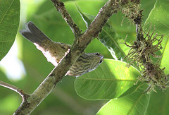 Xenerpestes singularis