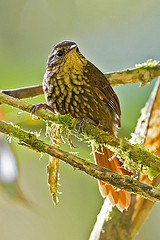 Premnornis guttuliger