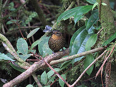 Premnoplex brunnescens