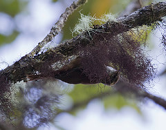 Margarornis rubiginosus