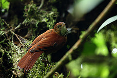 Margarornis stellatus