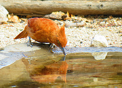 Pseudoseisura cristata