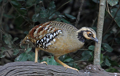 Arborophila brunneopectus