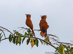 Pseudoseisura unirufa