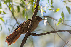 Pseudoseisura lophotes