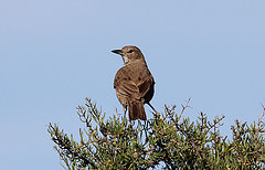 Pseudoseisura gutturalis