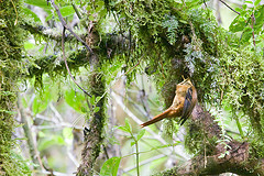 Pseudocolaptes lawrencii