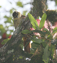 Pseudocolaptes boissonneautii