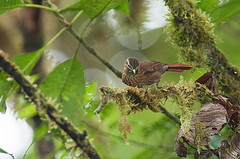 Anabacerthia variegaticeps