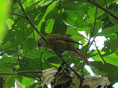 Anabacerthia striaticollis