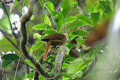 Anabacerthia amaurotis