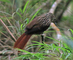 Syndactyla subalaris