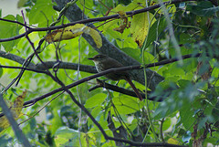 Syndactyla rufosuperciliata