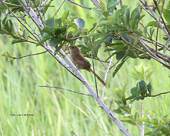 Syndactyla dimidiata