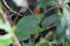 Ancistrops strigilatus