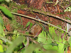 Hyloctistes subulatus